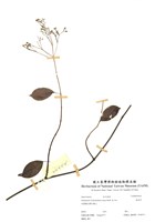 藏品(魯基草)的圖片